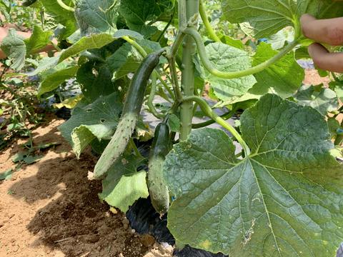 夏野菜、ぐんぐん生育中