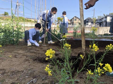 畑、二年目はじめました。