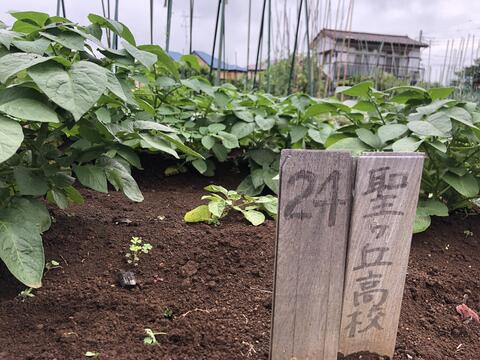 畑二年目の夏野菜